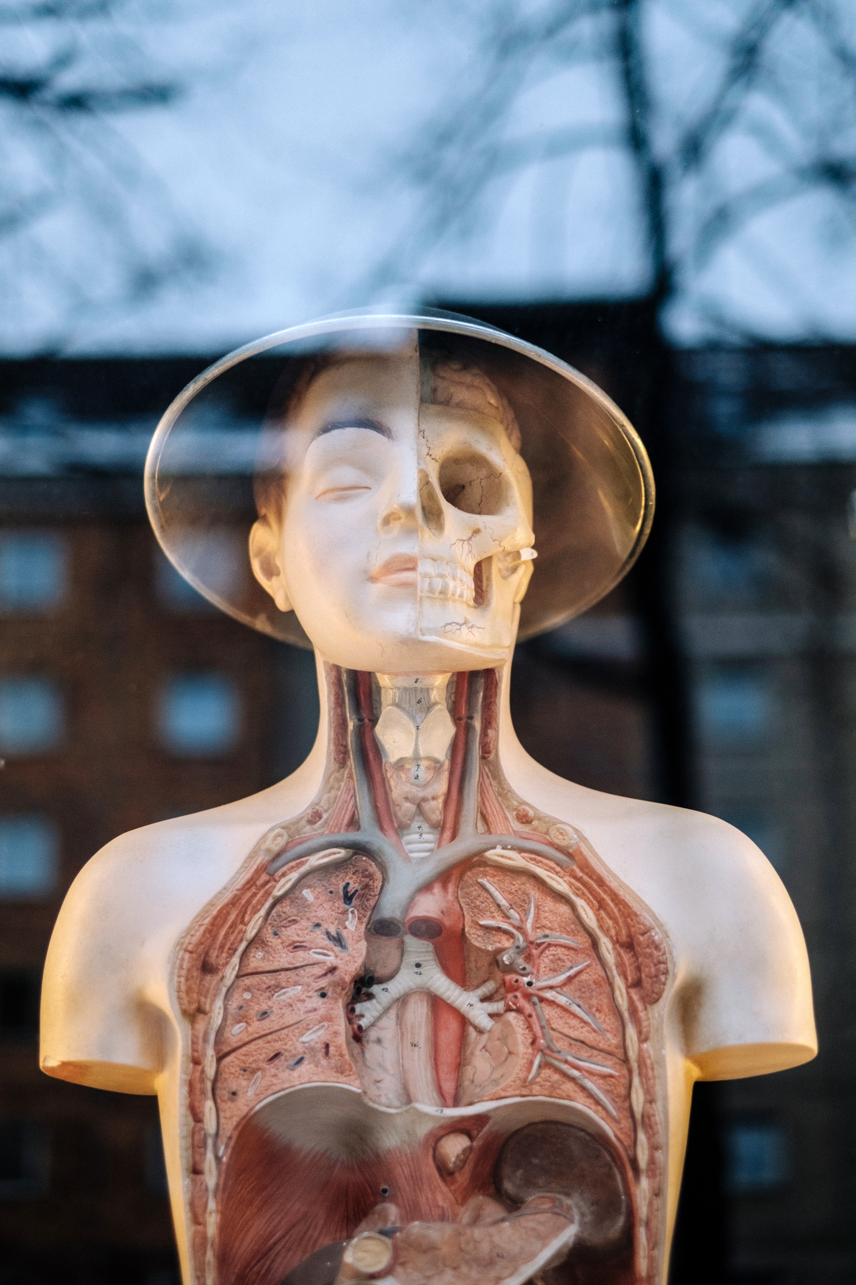 Menschliche Puppe mit sichtbaren inneren Organen.
