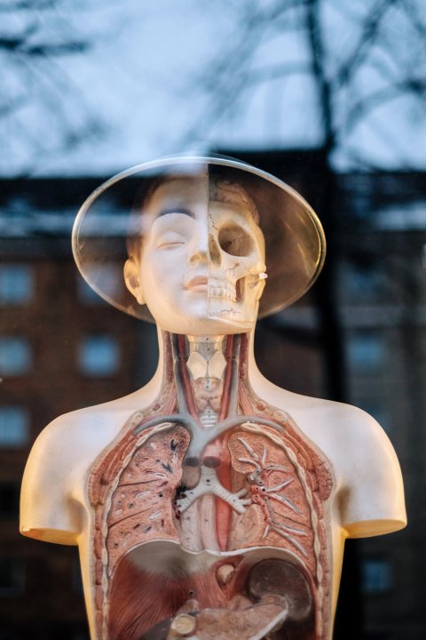 Anatomisches Modell