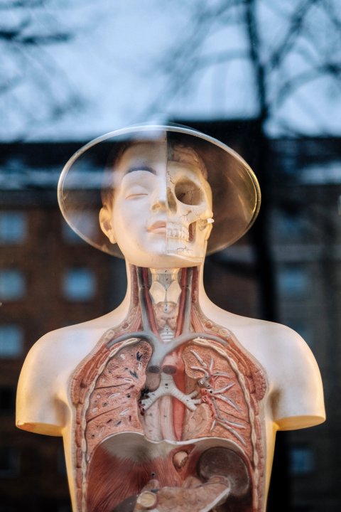 Menschliche Puppe mit sichtbaren inneren Organen.