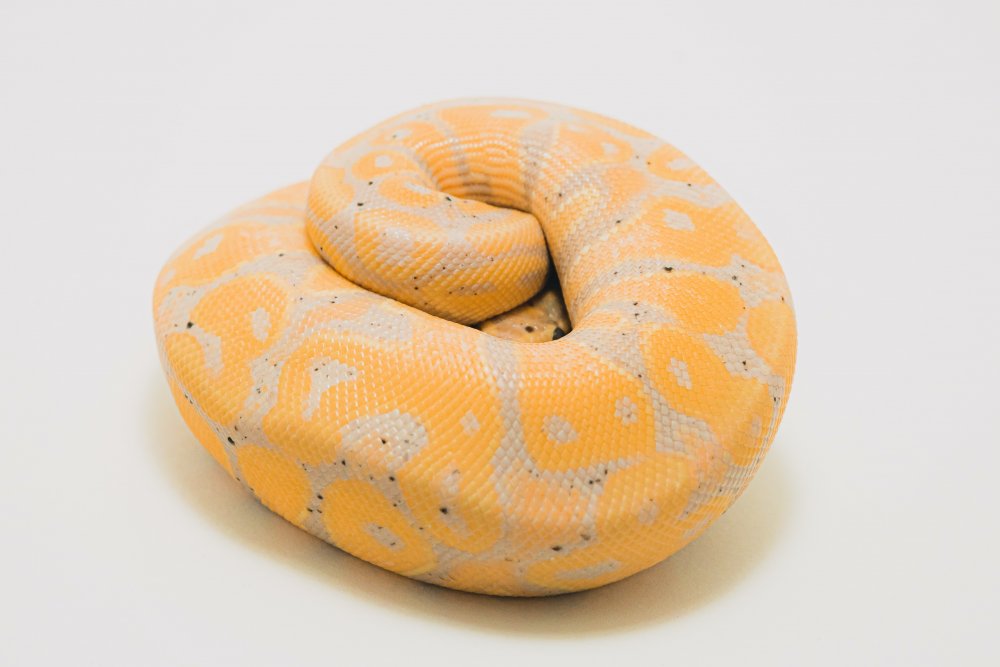 Python
